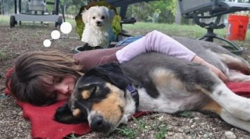 Sonhar com Cachorro - Descubra os Significados