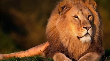 O signo de Leo: a vida  um palco
